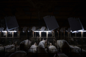 24 December 2019 – The gestation area of a pig farm in Aragon. European Council Directive 2008/120/EC, relating to the minimum welfare standards of raising pigs, allows the placement of sows in individual crates where they remain immobilized during the first four weeks of pregnancy. Gestation crates are generally arranged so as to accommodate hundreds of sows next to each other.