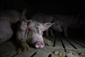 28 February 2020 – A pig suffering from an eye infection at a farm in Castilla-La Mancha. Inside the sheds, pigs are exposed to gases such as methane and ammonia, produced by the slurry accumulating under the floor of the enclosures, as well as dust from feed and dry fecal matter.