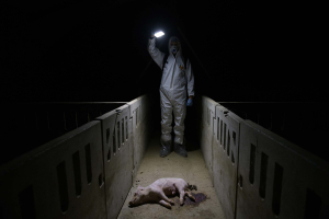 7 August 2019 – A pig lies, apparently dying, in the corridor of the fattening area of a farm in Aragon.