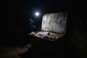 5 August 2020 – Dead pigs lie in a container on a farm in Castilla-La Mancha. According to RENGRATI, a Spanish government research project, sow mortality on farms ranges from 5.4 percent to 10 percent, and that of non-weaned piglets from 10.6 percent to 16.5 percent.