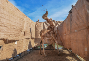 Rescue of Giraffes from Flooding Island, Ami Vitale