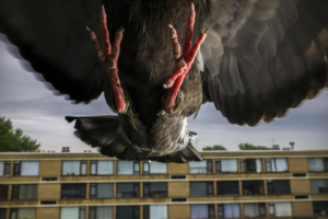 Pandemic Pigeons—A Love Story, Jasper Doest