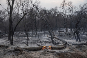 2 October 2020 – A thick layer of ash covers the ground after fire swept through forestland on the Santa Tereza farm in the Paraguay River area of the Pantanal.