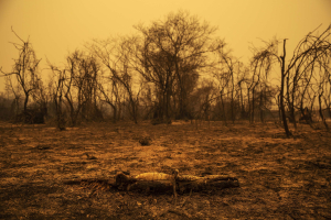 12 September 2020 – A caiman, killed by wildfires, lies alongside the Transpantaneira.