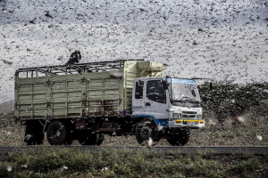 24 April 2020 – A truck with a worker on the top of the trailer drives through a massive swarm of locusts, near Archers Post, Samburu County.