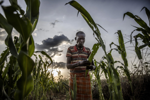 3 June 2020 – Turkana farmer Lochom Ekiru (65) assesses the damage of his maize crops, after swarms of desert locusts ravaged them, in Kalemngorok, Turkana County, Kenya.