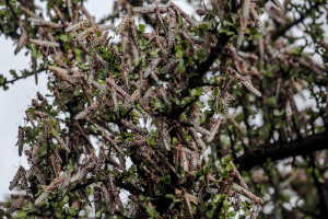 24 April 2020 – A massive swarm of locusts devours foliage on trees, near Archers Post, Samburu County, Kenya.