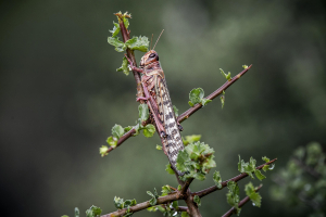 2 April 2020 – A desert locust belonging to a massive swarm sits on a tree branch in a remote grazing area, near Archers Post, Samburu County, Kenya.