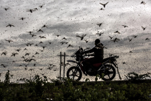24 April 2020 – A motorcyclist in a face mask rides through a locust swarm, near Archers Post, Samburu County, Kenya.