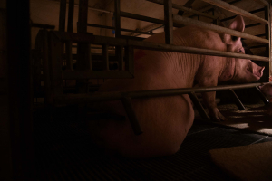 30 July 2020 – A sow stands in a farrowing crate in a farm in Castile and León. European Council Directive 2008/120/EC, relating to welfare standards on raising pigs, allows breeding sows to be kept in such crates until the end of their lactation period, which ranges from 21 to 28 days. The use of such crates is intended to stop the crushing of piglets.