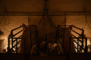 30 July 2020 – Sows stand in farrowing crates at a farm in Castile and León. Piglets are weaned after 21 to 28 days.