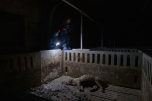 28 February 2020 – Investigators film a fattening enclosure at a pig farm in Castilla-La Mancha. In November 2019, when they first gained access, investigators found decomposing carcasses. Months later, during a second visit, it appeared that the bodies had not been removed.