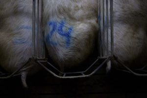 24 December 2019 – Sows stand in gestation crates, on a pig farm in Aragon. Sows in such crates remain completely immobilized during the first four weeks of pregnancy. The reason given is that some sows are aggressive during this period and the crates prevent fighting. In October 2020, the European Citizens’ Initiative handed the European Commission a petition signed by more than 1.5 million citizens, calling for a ban on caged farming.