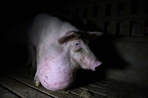 19 October 2019 – A pig suffering from a neck abscess, at a farm in Castilla-La Mancha. Abscesses—caused by bacteria entering the body through skin lesions—and hernias are among the most striking physical abnormalities that can affect the health of pigs in intensive farms.
