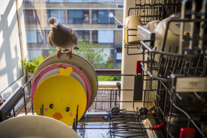 17 April 2020 – Ollie perches on a dirty plate as the photographer fills the dishwasher, while Dollie looks on from outside, in Vlaardingen, the Netherlands.