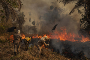 14 August 2020 – Firefighters combat a fire outbreak at the São Francisco de Perigara farm, which is home to one of the largest populations of Hyacinth macaws (Anodorhynchus hyacinthinus) in Brazil. About 92 percent of the farm area, mostly dedicated to preservation, was destroyed by the fire.